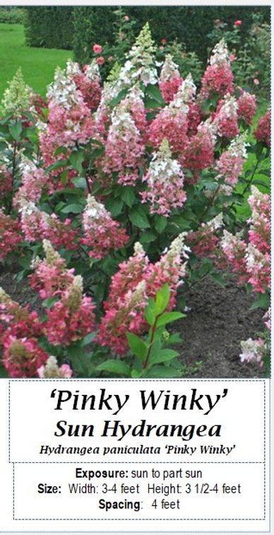 (3x bid)HYDRANGEA SUN PINKY WINKY