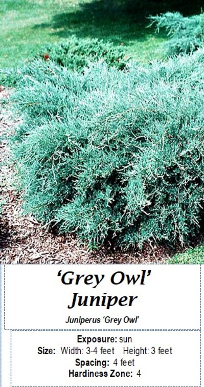 (5x bid) JUNIPER SPREADING GREY OWL