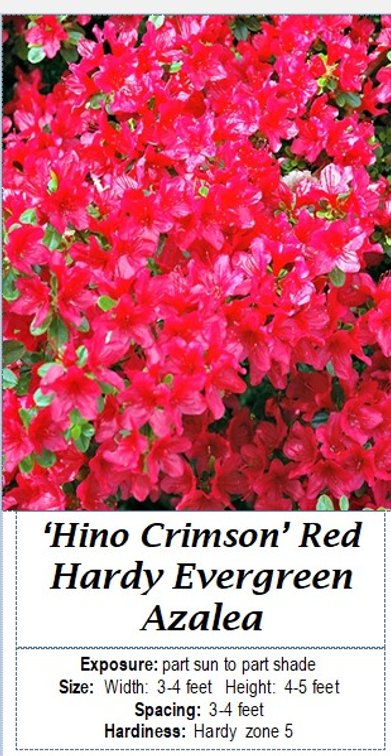 (4x bid) AZALEA RED EVERGREEN HARDY