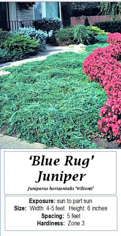 (6x bid) JUNIPER SPREADING BLUE RUG