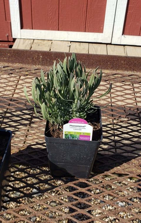 (5x bid) LAVENDER BLUE FRAGRANT PHENOMENAL