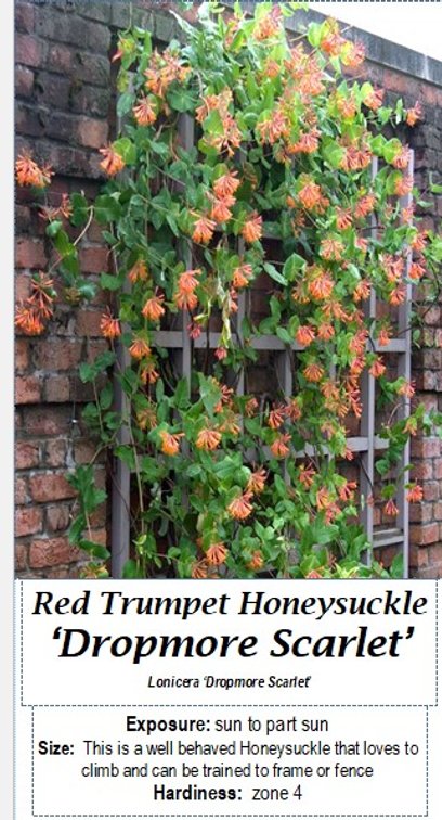 (3x bid)HONEYSUCKLE VINE RED