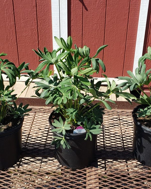 (4x bid)SUPER DUPER LUPINE PURPLE MANHATTAN LIGHTS