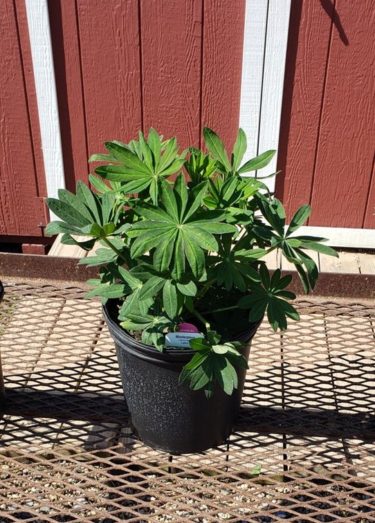 (4x bid) SUPER DUPER LUPINE PURPLE MASTERPIECE