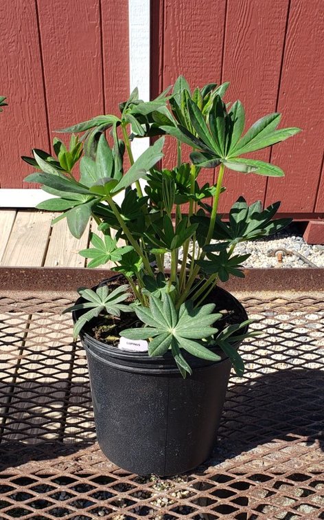 (4x bid) SUPER DUPER LUPINE RED BEEFEATER