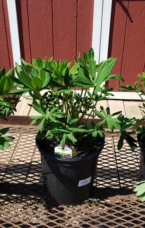 (4x bid) SUPER DUPER LUPINE TOWERING INFERNO