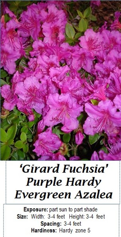 (4x bid) AZALEA PURPLE EVERGREEN HARDY