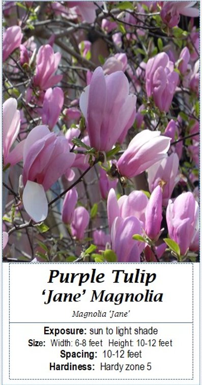 (2x bid) MAGNOLIA PURPLE TULIP JANE