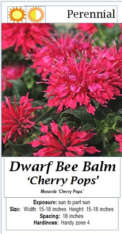 (5x bid) BEE BALM CHERRY POPS