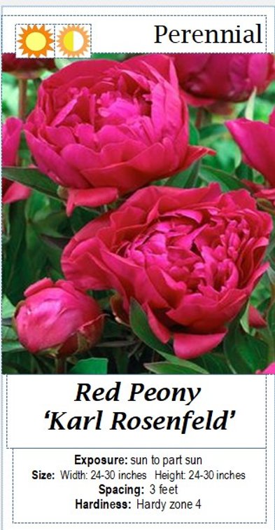 (4x bid) PEONY RED DOUBLE KARL ROSENFELD