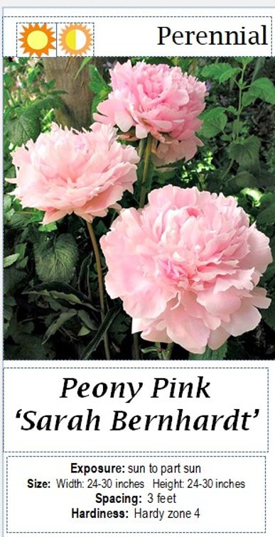 (4x bid) PEONY PINK DOUBLE SARAH BERNHARDT
