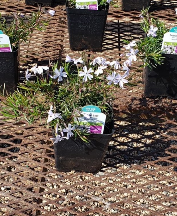 10x bid)CREEPING PHLOX EMERALD BLUE MOUNTAIN PINKS