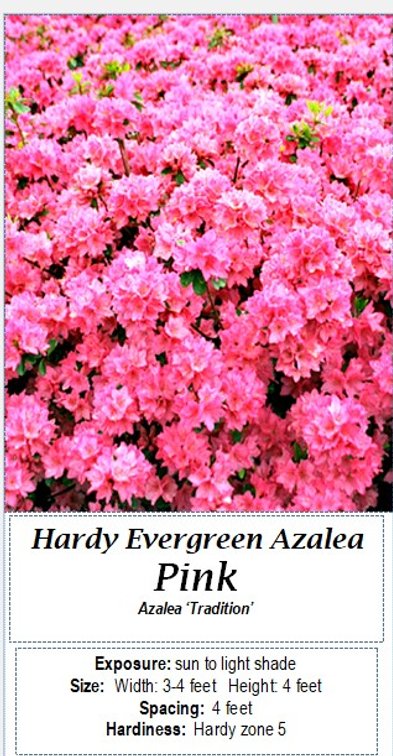 (4x bid) AZALEA PINK EVERGREEN HARDY