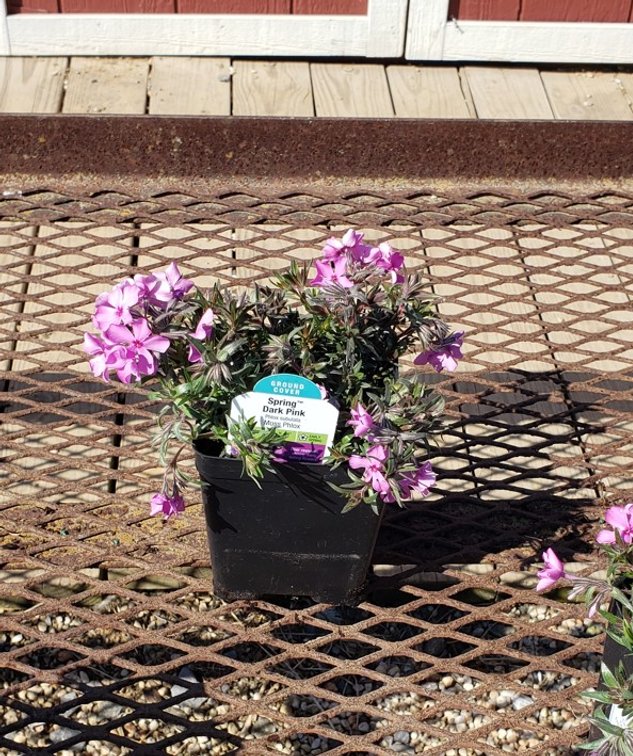 10x bid)CREEPING PHLOX DARK PINK MOUNTAIN PINKS