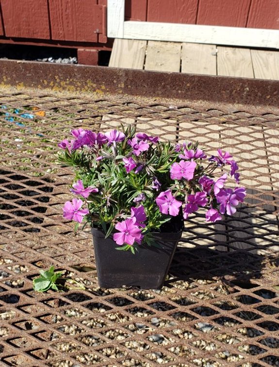 10x bid)CREEPING PHLOX PURPLE MOUNTAIN PINKS