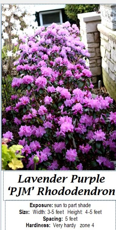 (3x bid) RHODODENDRON PURPLE