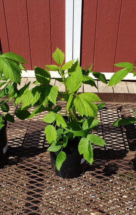 (4x bid) RED RASPBERRY EVERBEARING HERITAGE