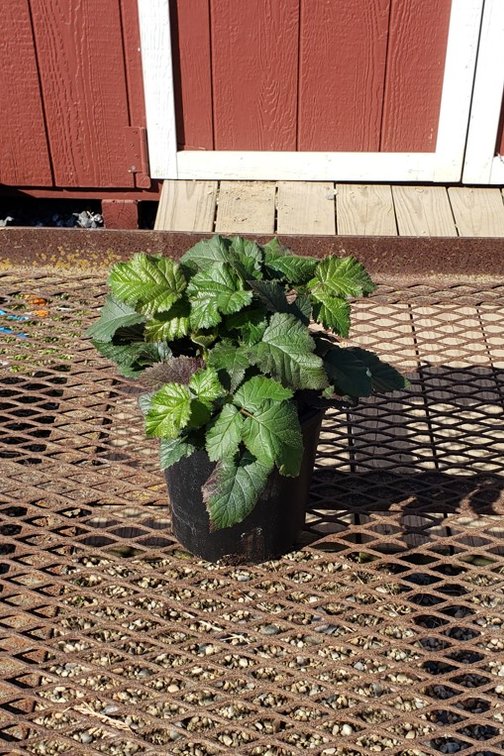 (4x bid) BLACKBERRY THORNLESS TRIPLE CROWN