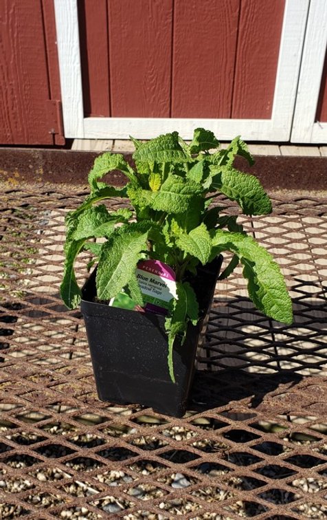 (5x bid) SALVIA SAGE BLUE MARVEL