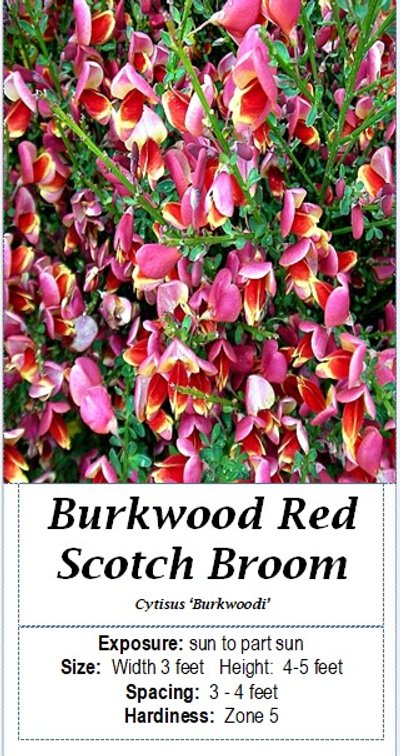 (3x bid) SCOTCH BROOM RED