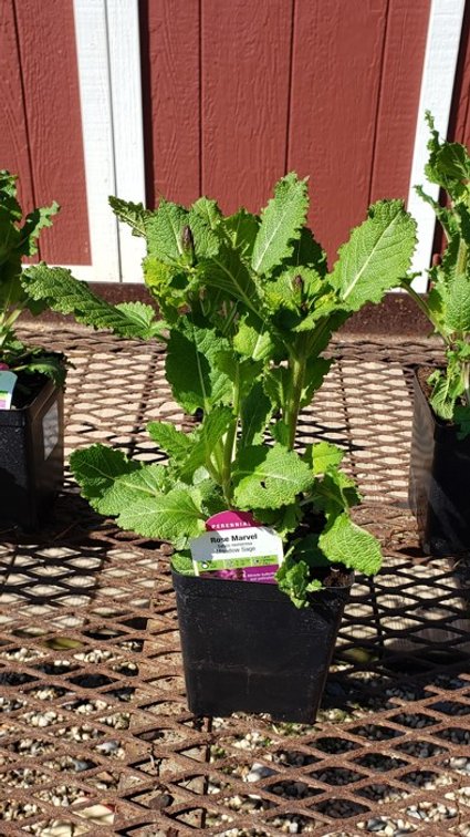 (5x bid) SALVIA SAGE ROSE MARVEL