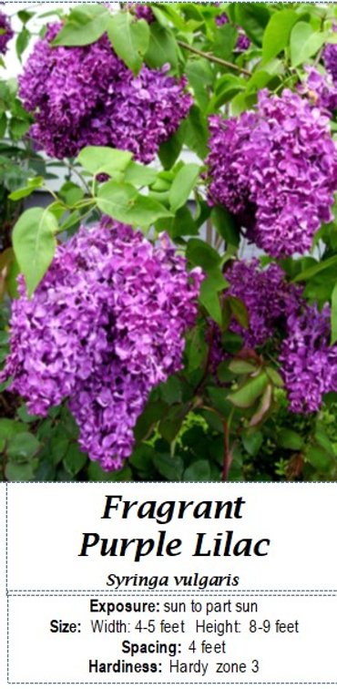 (3x bid) LILAC PURPLE FRAGRANT
