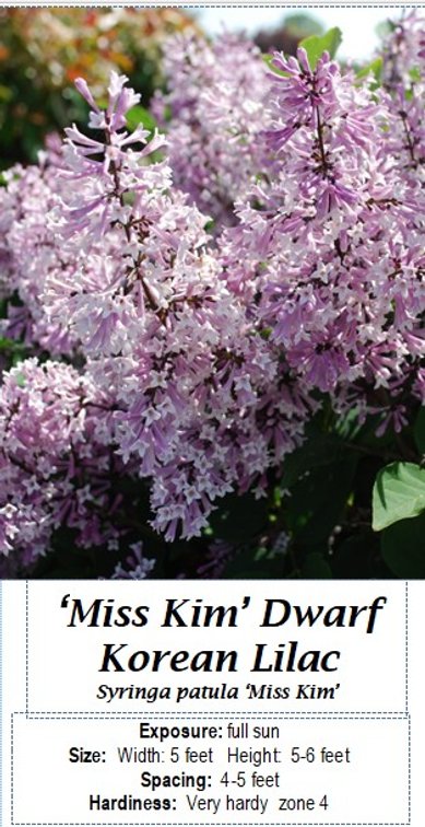 (3x bid) LILAC MISS KIM DWARF PINK FRAGRANT