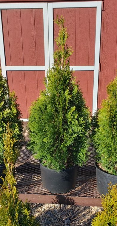 (10x bid) ARBORVITAE EMERALD GREEN