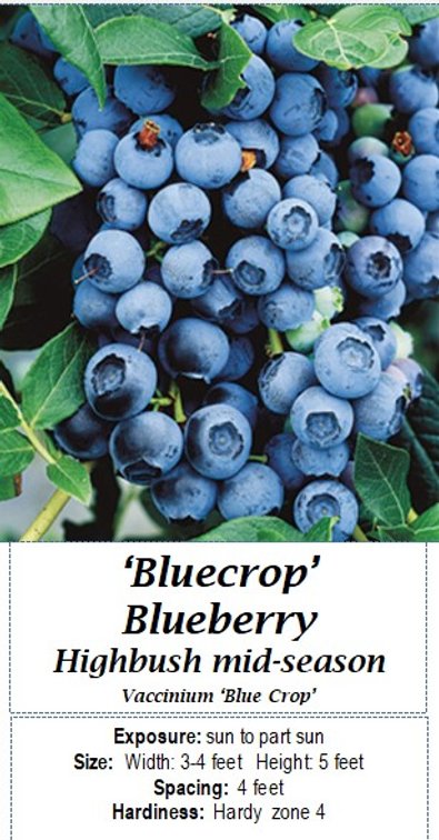 (4x bid) BLUEBERRY BLUECROP