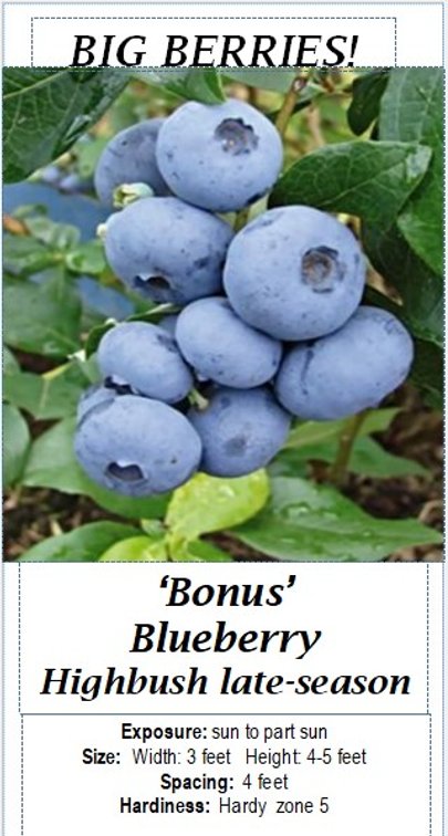 (4x bid) BLUEBERRY BIG BONUS