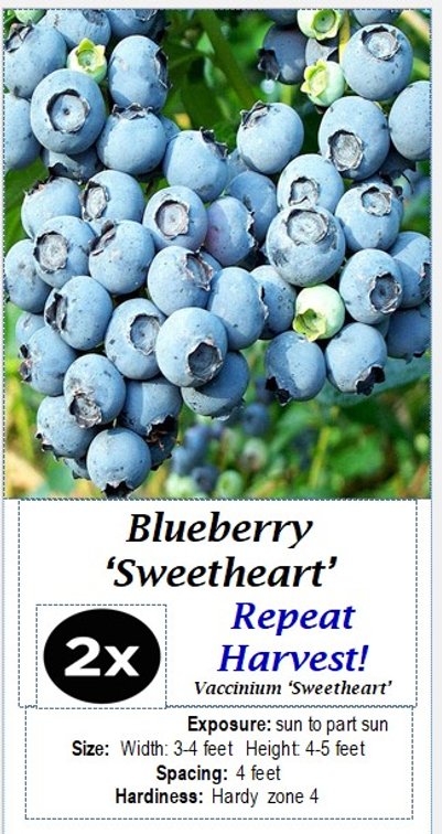 (4x bid) BLUEBERRY SWEETHEART DOUBLE PICK