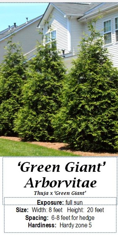 (10x bid) ARBORVITAE GREEN GIANT
