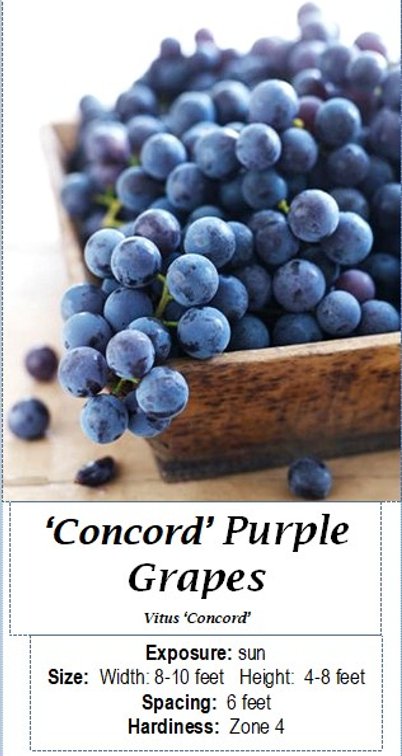 (3x bid) GRAPE VINE PURPLE CONCORD