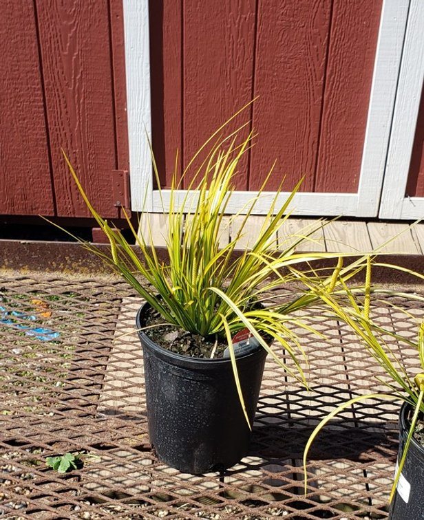 (6x bid) ORNAMENTAL GRASS GOLDEN DWARF