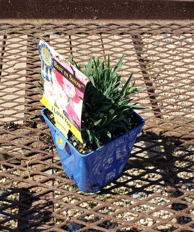 (5x bid) DIANTHUS I LOVE YOU PINK