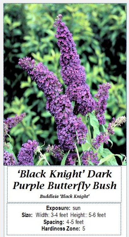 (3x bid) BUTTERFLY BUSH PURPLE FRAGRANT