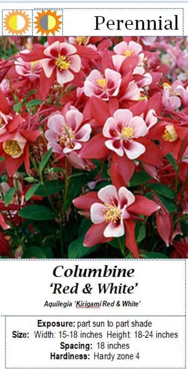 (5x bid) COLUMBINE RED & WHITE