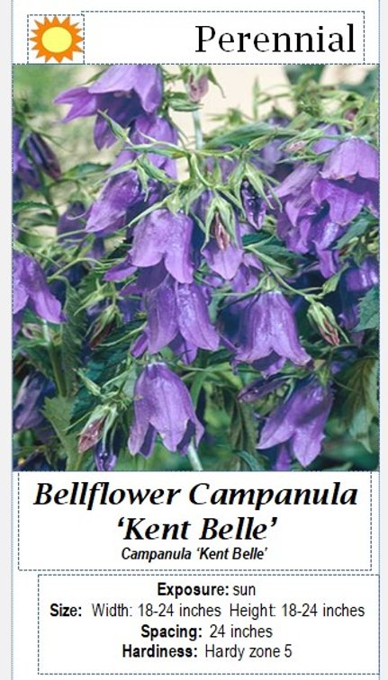 (3x bid) BLUE BELL FLOWER CAMPANULA