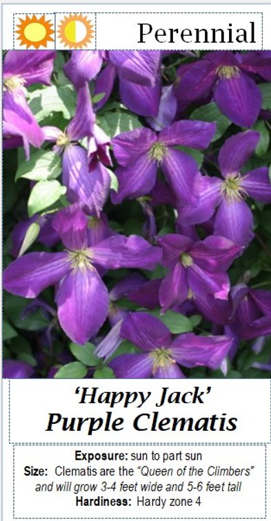 (3x bid) CLEMATIS PURPLE HAPPY JACK