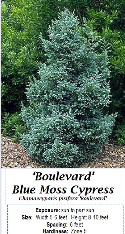 (3x bid) BLUE MOSS CYPRESS