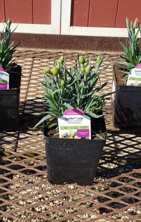 (5x bid) DIANTHUS DWARF SALMON LUIGI