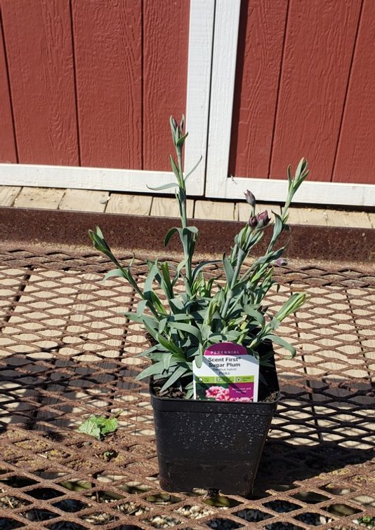(5x bid) DIANTHUS SUGAR PLUM PINK BICOLOR