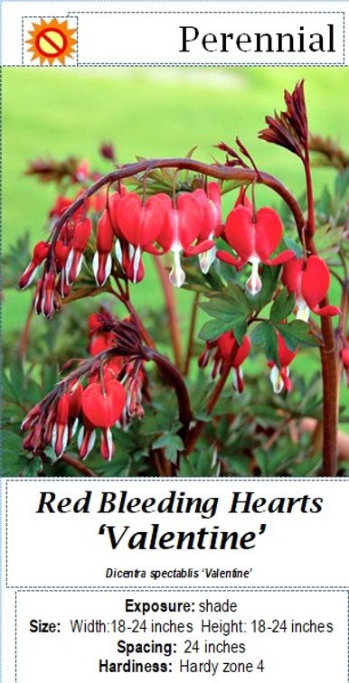 (4x bid) BLEEDING HEARTS RED VALENTINE