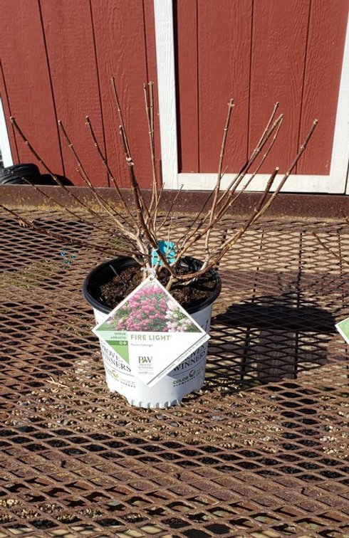 (3x bid) HYDRANGEA SUN FIRELIGHT RED