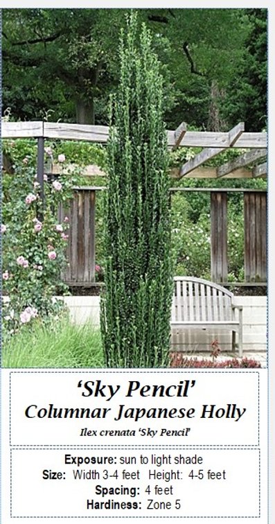 (4x bid) SKY PENCIL JAPANESE HOLLY
