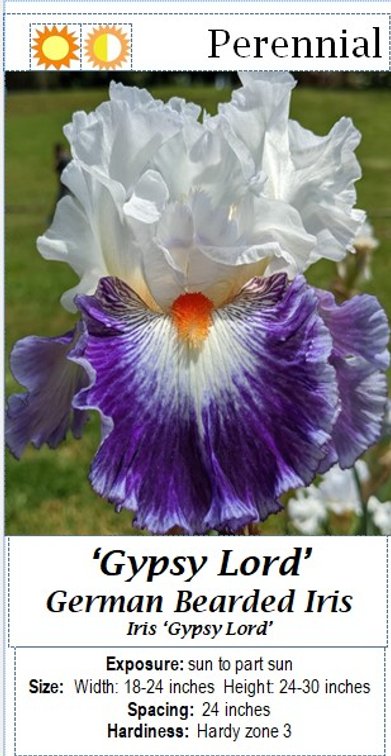 (3x bid) BEARDED IRIS BLUE - WHITE GYPSY LORD