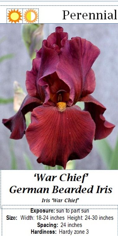 (3x bid) BEARDED IRIS RED WAR CHIEF
