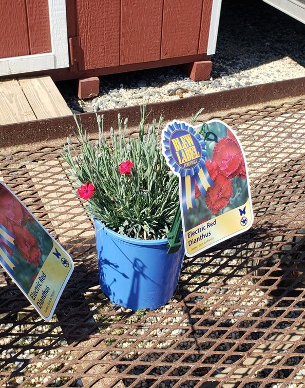 (4x bid) DIANTHUS DWARF RED ELECTRIC