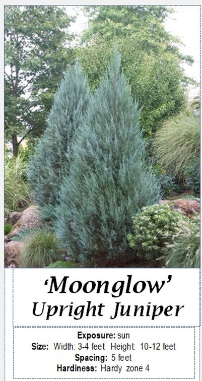 (3x bid) JUNIPER BLUE UPRIGHT MOONGLOW
