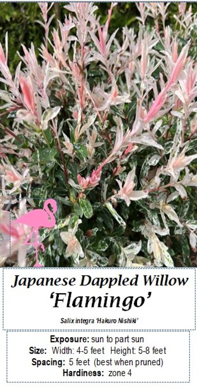 (3x bid) DAPPLED JAPANESE WILLOW FLAMINGO
